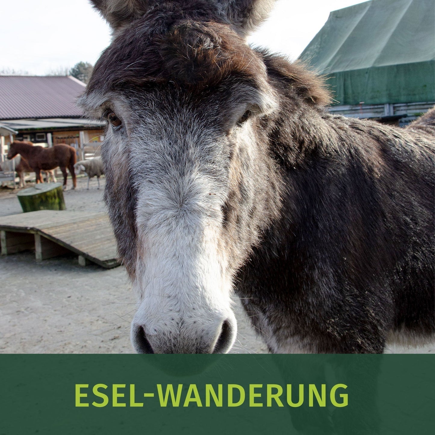 Esel Wanderung 19.10.2025 Halde Hohewarte in Herten 10:30 Uhr